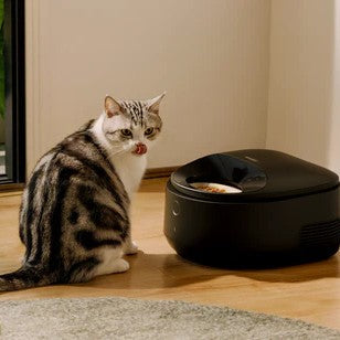 Warum frisst meine Katze im Sommer weniger? 5 Gründe, warum Katzen bei heißem Wetter weniger fressen