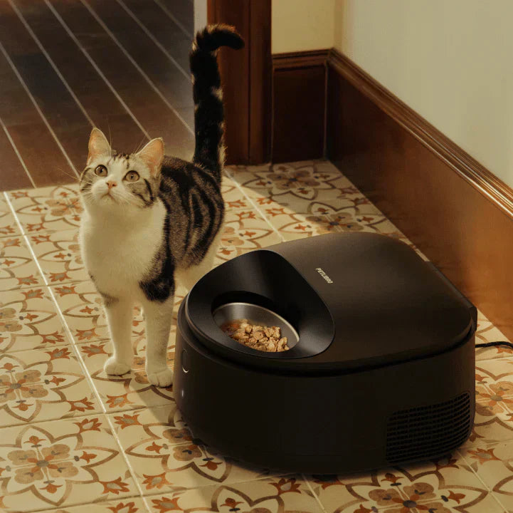 Winterpflege für Katzen: Warum Nassfutter entscheidend ist?