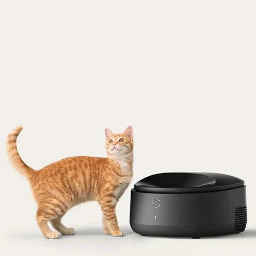 Nassfutter für Katzen: Warum die Ergänzung des Speiseplans so wichtig ist