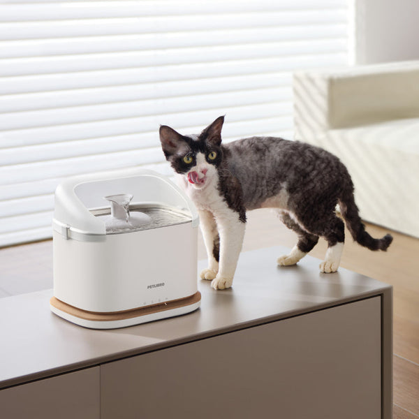 Warum Wasser die Grundlage für das Wohlbefinden Ihrer Katze ist