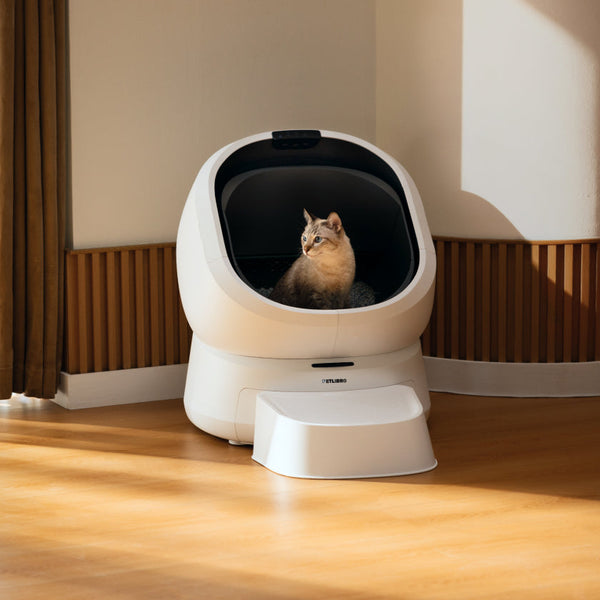 Katzenurinierungsverhalten: Was die Katzentoilette über Ihre Katze verrät  
