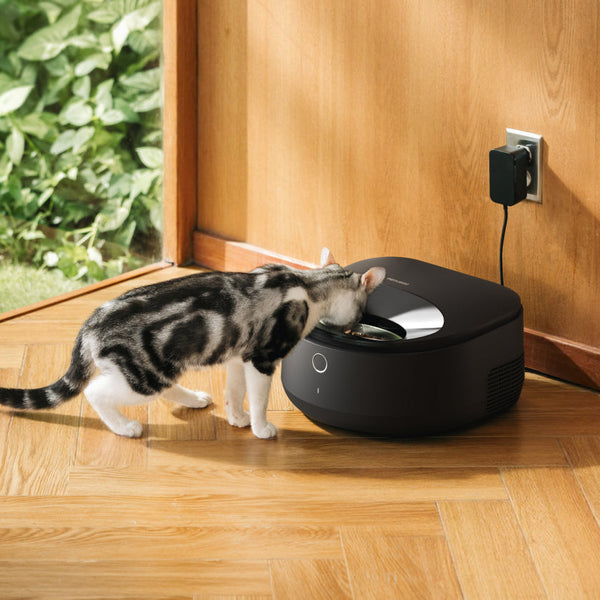 Nassfutter für Katzen und Flüssigkeitsversorgung: Wie durchdachtes Füttern das Wohlbefinden unterstützt