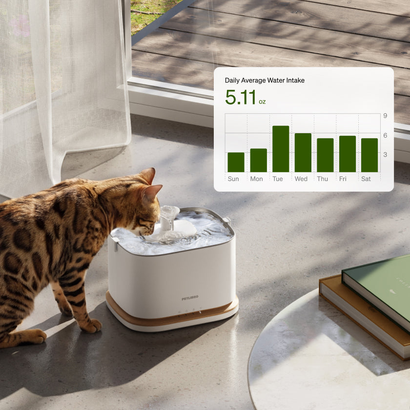 Umfassender Leitfaden zur Gesundheitskontrolle bei Katzen zu Hause