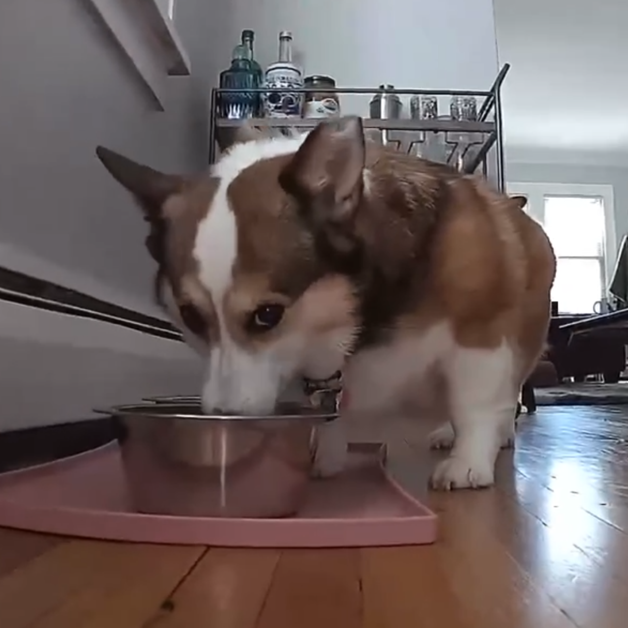 Besondere Pflege für kleine Hunde