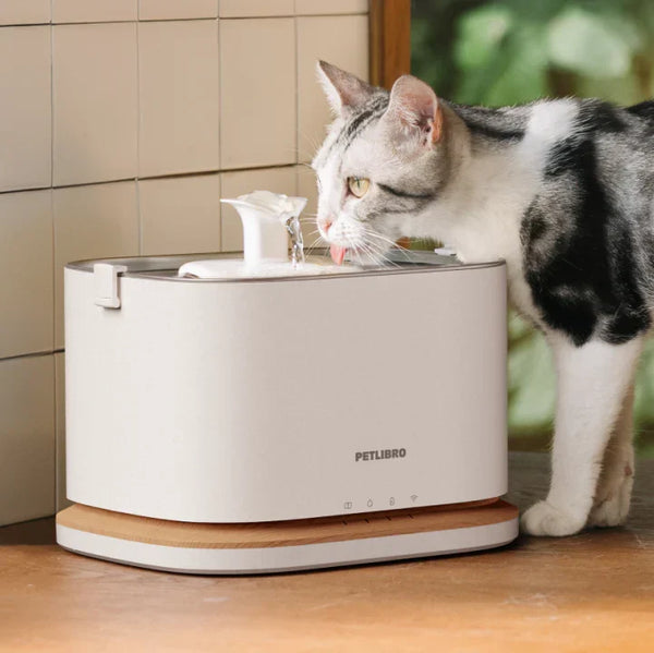 So bleibt Ihre Katze im Sommer ausreichend hydriert: 7 wichtige Fragen für Katzenhalter
