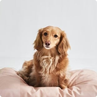 3-Schritte-Plan zur Linderung von Trennungsangst bei Hunden