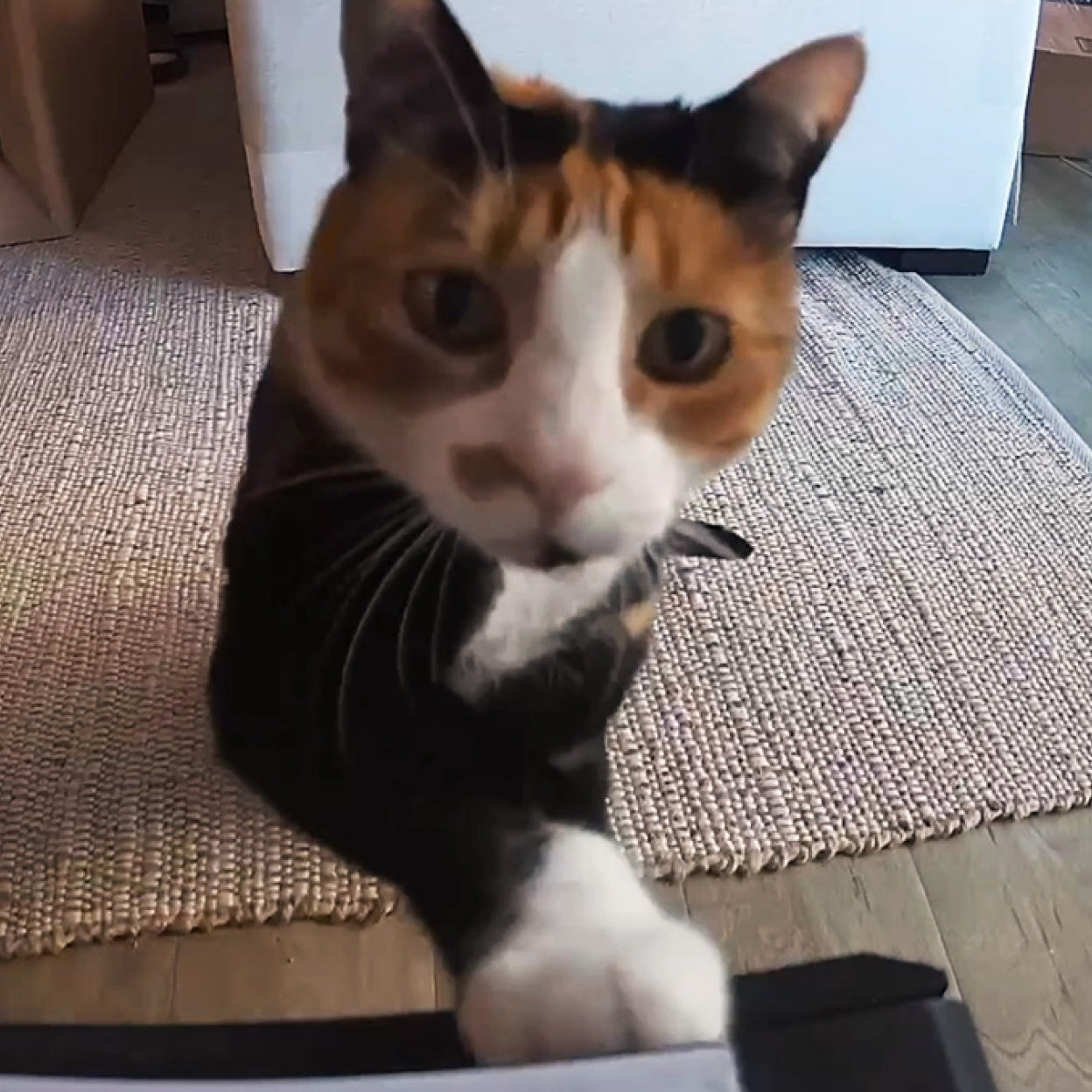 Was frühe Nutzer an der neuen Scout Smart Camera am meisten lieben