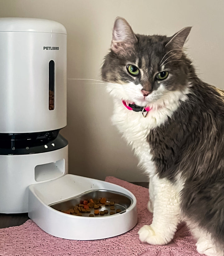 Petlibro PETLIBRO Brunnen-Futterspender weiß neben Katze; Haustier am Napf, Katzentoilette im Hintergrund angedeutet