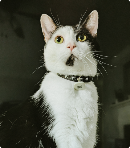 Petlibro PETLIBRO Katze schwarz-weiß mit Halsband; Haustier-Porträt, passend zu Brunnen und Katzentoilette Zubehör