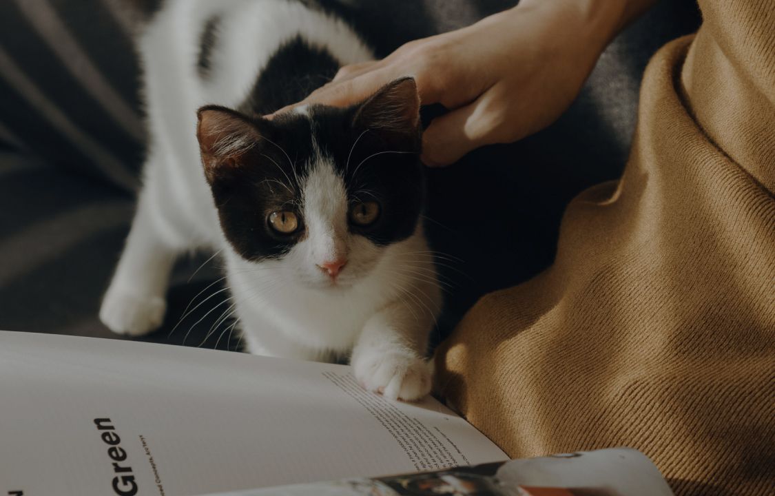 Petlibro PETLIBRO Katze als Haustier wird gestreichelt; Brunnen, Katzentoilette und automatischer Futterspender nicht im Bild sichtbar