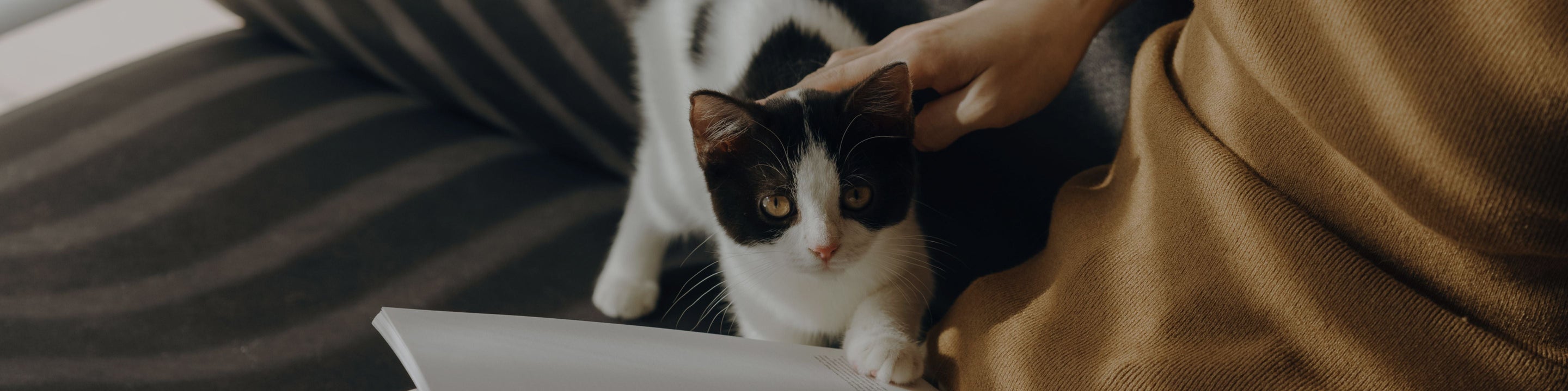Petlibro PETLIBRO Katze als Haustier wird auf Sofa gestreichelt; Hinweis auf Brunnen, Katzentoilette, automatischer Futterspender
