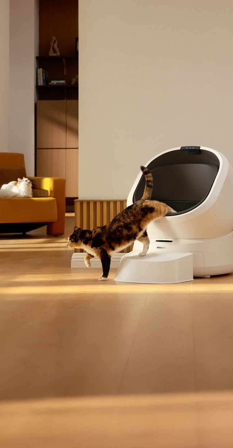 Petlibro PETLIBRO Katzentoilette; Katze steigt aus, Haustier im Wohnzimmer; Brunnen und automatischer Futterspender erwähnt