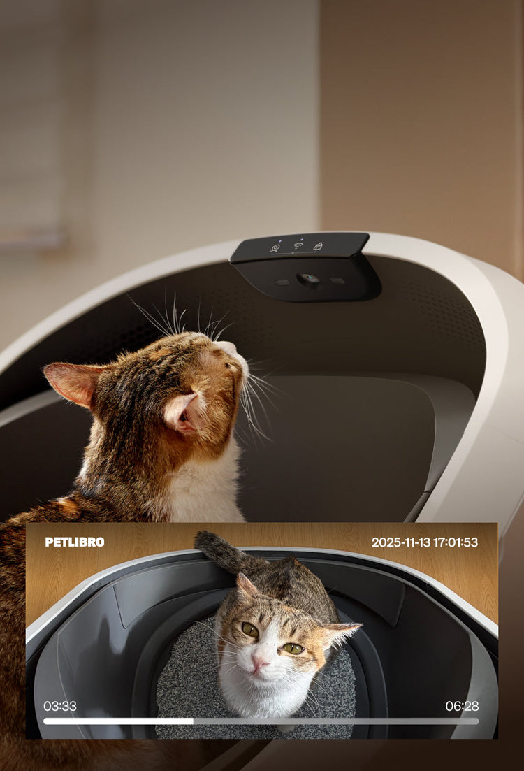 Petlibro PETLIBRO Katzentoilette mit Kamera; Katze im grauen Innenraum, Haustier-Überwachung wie Brunnen und automatischer Futterspender