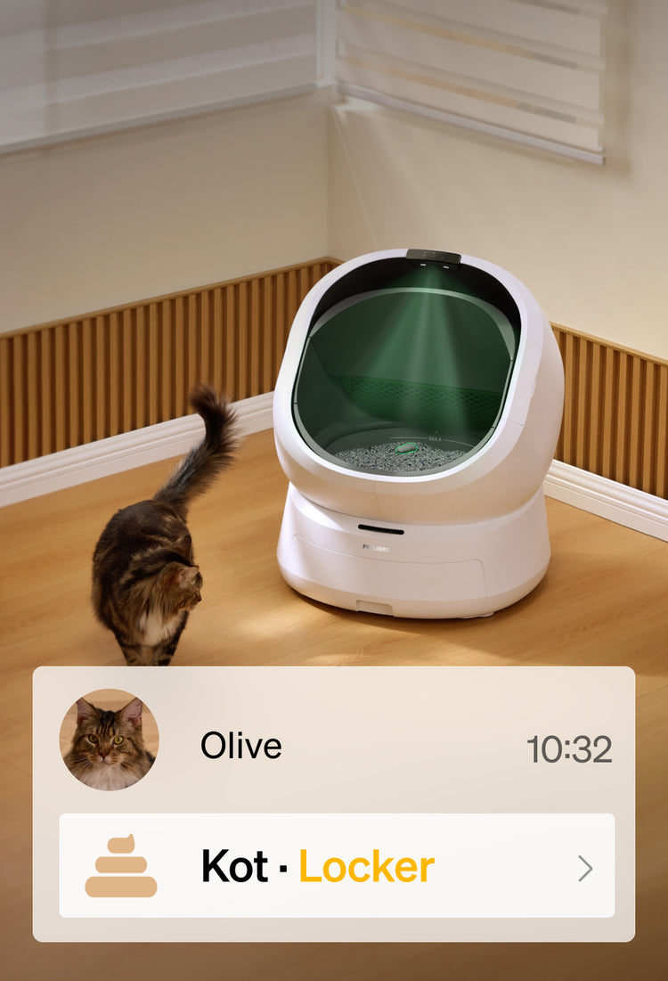 Petlibro PETLIBRO Katzentoilette weiß, Katze daneben; Brunnen und automatischer Futterspender fürs Haustier erwähnt
