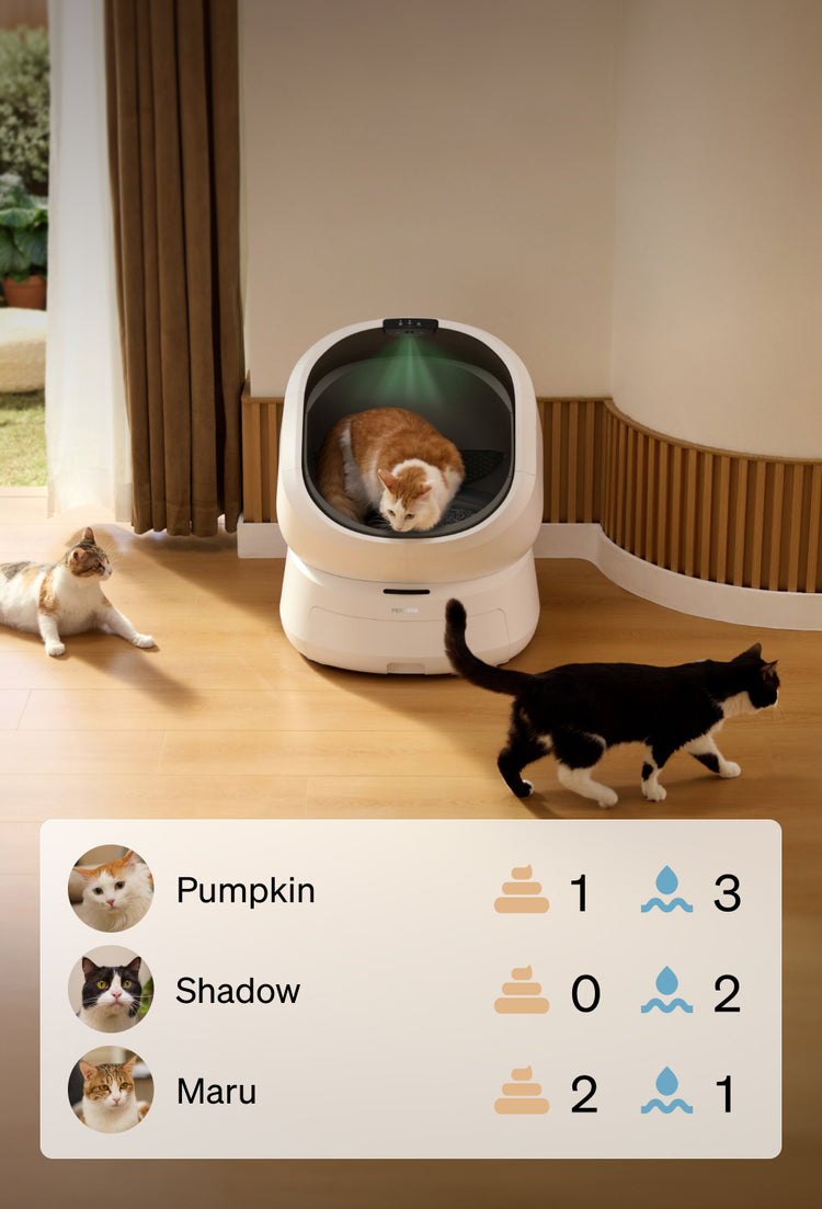 Petlibro PETLIBRO Katzentoilette; Katze im weißen Brunnen, Haustier-Tracking, Hinweis auf automatischer Futterspender im Raum