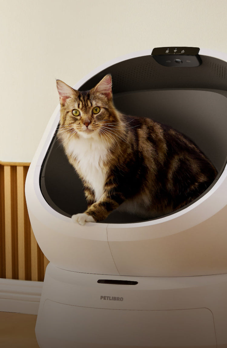 Petlibro PETLIBRO Katze sitzt in weißer Katzentoilette; Haustier-Setup mit Brunnen und automatischer Futterspender im Zuhause