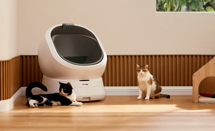 Petlibro PETLIBRO cat pet beside white litter box; mentions fountain and automatic feeder for home care setup