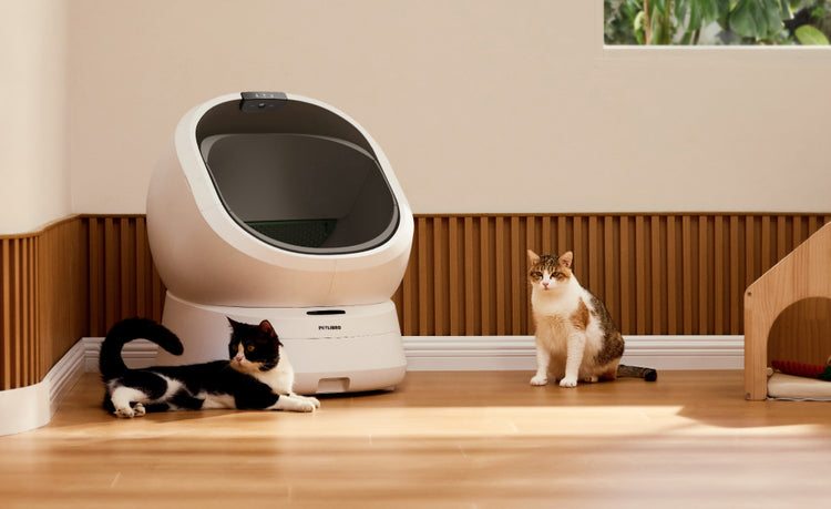 Petlibro PETLIBRO Katzentoilette weiß, zwei Katze im Raum; Haustier-Zubehör, Brunnen und automatischer Futterspender erwähnt