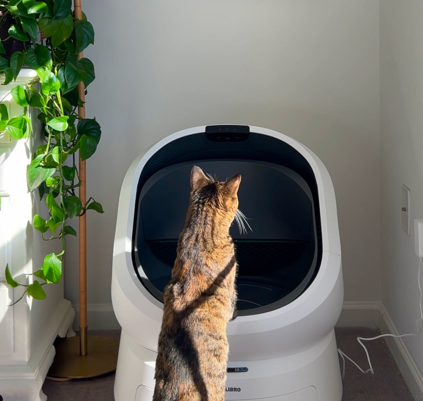 Petlibro PETLIBRO Katze vor weißer Katzentoilette; Haustier-Setup mit Brunnen und automatischer Futterspender im hellen Raum