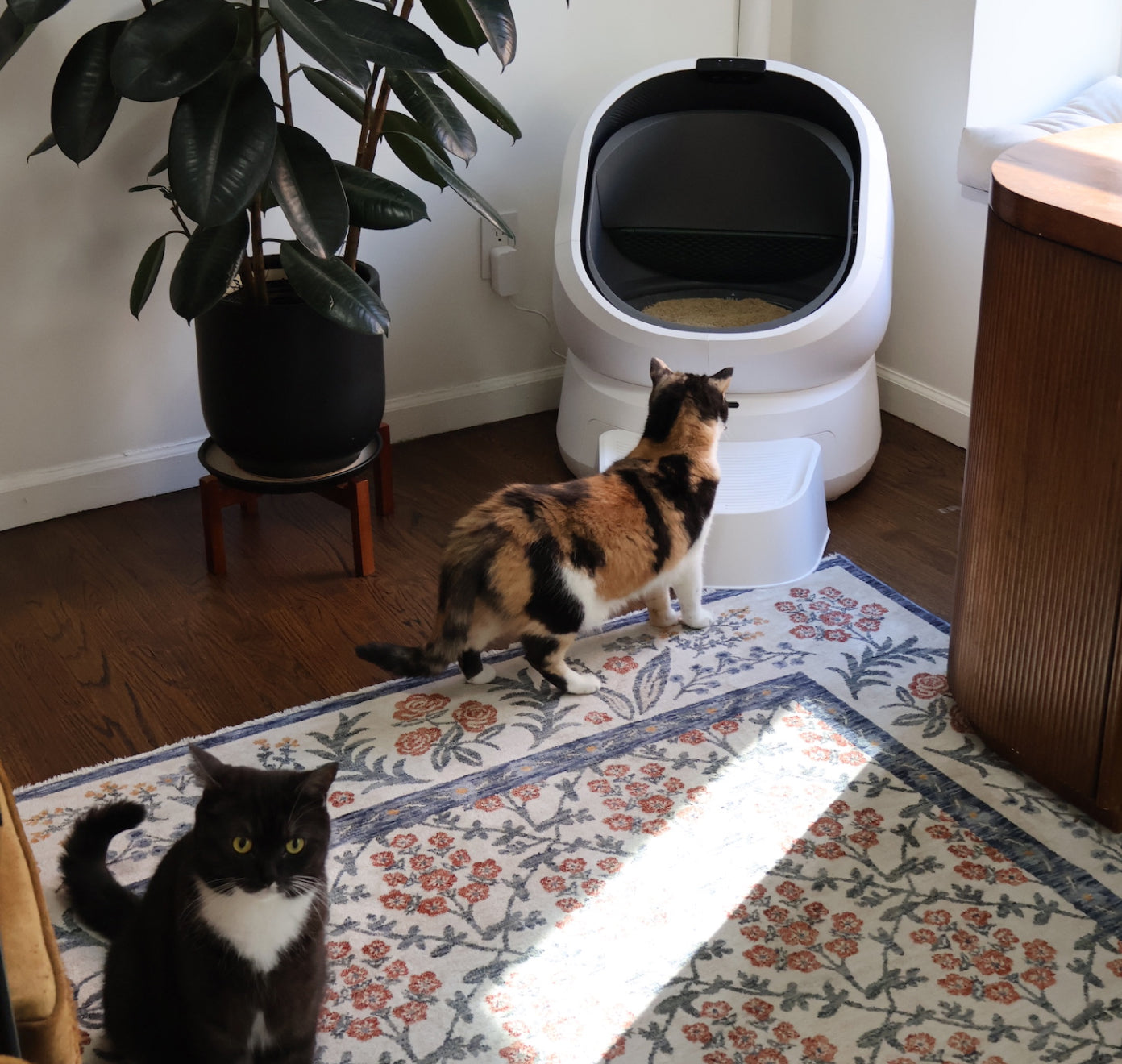 Petlibro PETLIBRO Katzentoilette, Katze davor; Haustier-Ecke, Brunnen und automatischer Futterspender erwähnt, weißes Gerät im Raum
