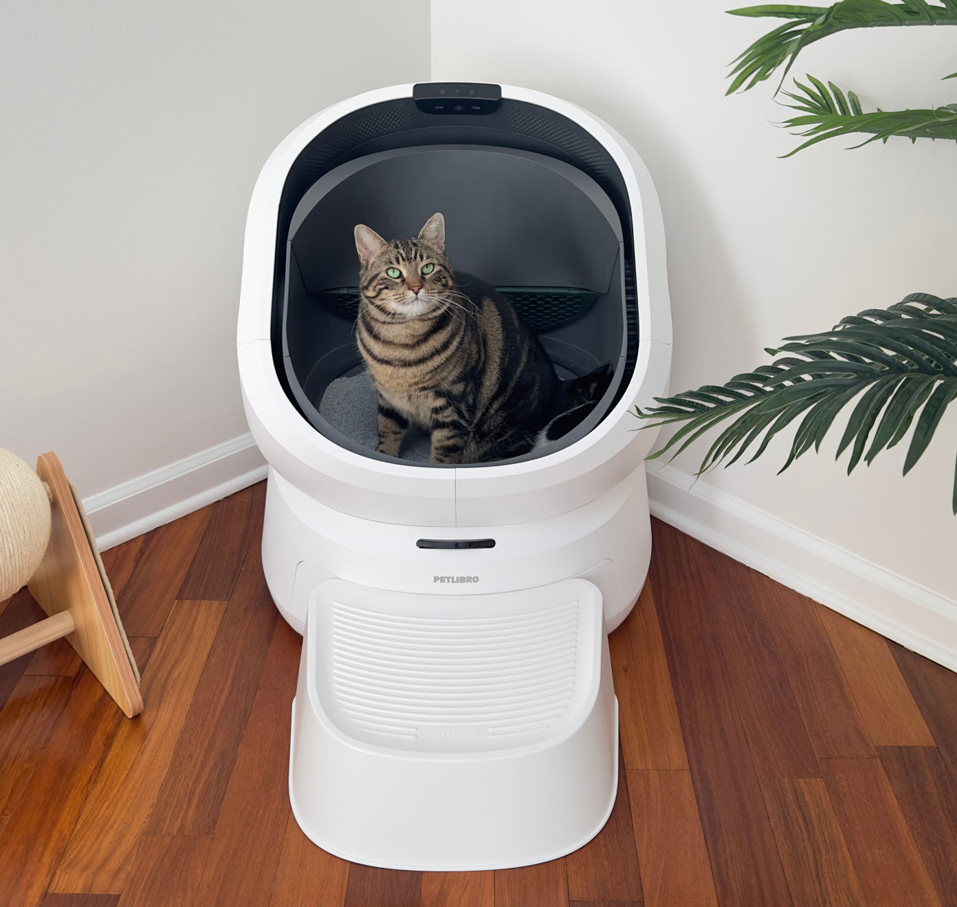 Petlibro PETLIBRO Katzentoilette weiß, Katze sitzt innen; Haustier-Ecke, Brunnen und automatischer Futterspender erwähnt