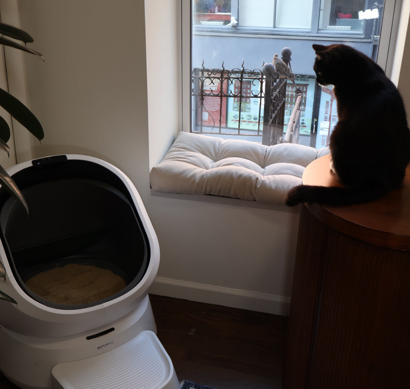 Petlibro PETLIBRO Katzentoilette weiß neben Fensterbank; schwarze Katze beobachtet draußen, Haustier-Setup mit Brunnen und automatischer Futterspender erwähnt