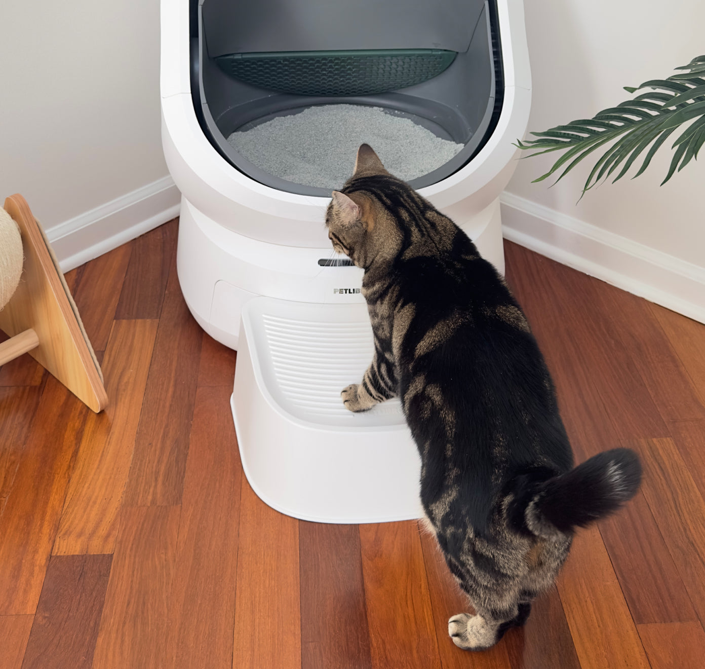 Petlibro PETLIBRO Katzentoilette, Katze am Eingang; Haustier-Zubehör, Brunnen und automatischer Futterspender erwähnt, weißes Gerät im Raum