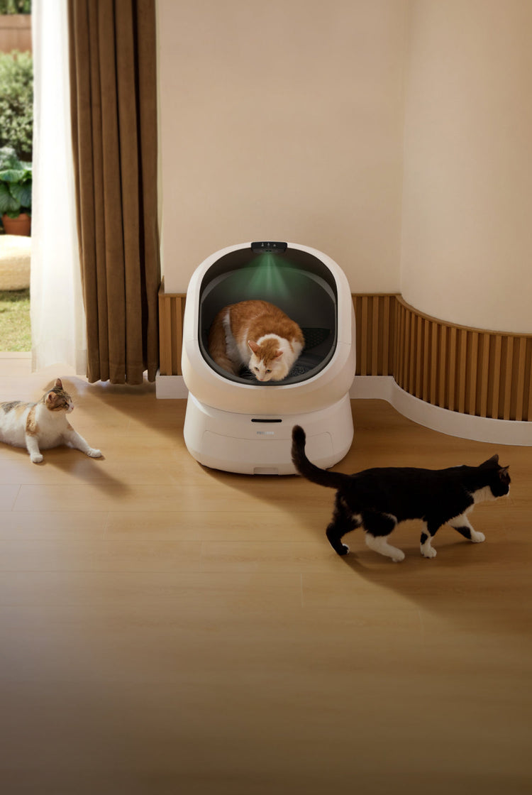 Petlibro PETLIBRO Katzentoilette, Katze im weißen Brunnen; Haustier daneben, automatischer Futterspender erwähnt, Wohnraum-Szene