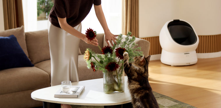 Petlibro PETLIBRO Katzentoilette weiß im Wohnzimmer; Katze am Tisch, kein Brunnen oder automatischer Futterspender sichtbar, Haustier-Szene