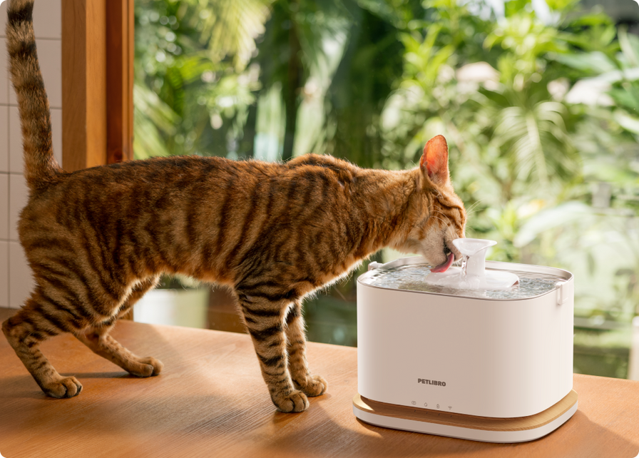 Dockstream 2 Smarter Trinkbrunnen