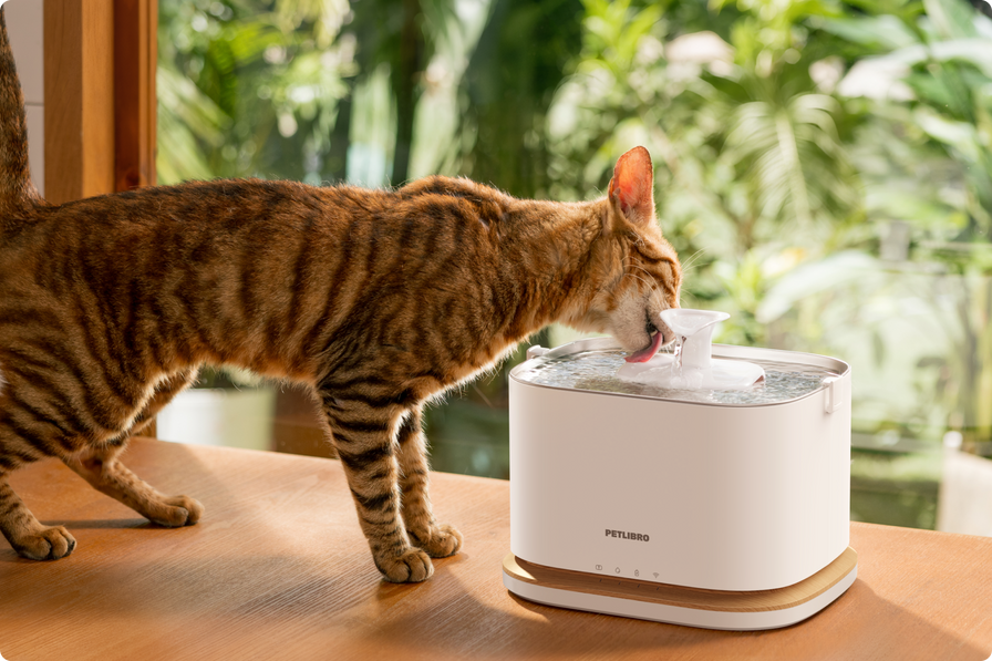 Dockstream 2 Smarter Trinkbrunnen