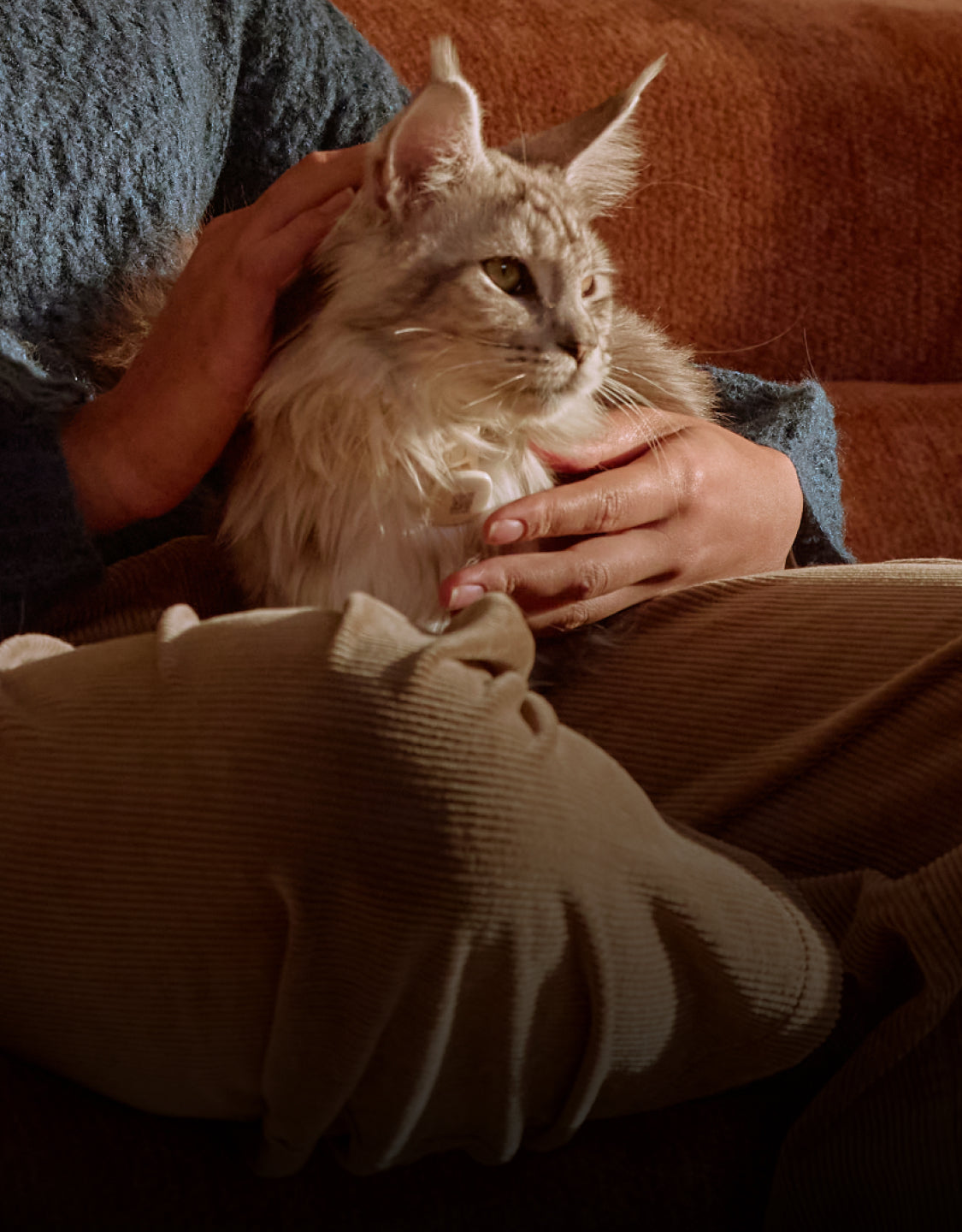 Petlibro PETLIBRO Katze als Haustier wird auf Sofa gestreichelt; Hinweis auf Brunnen und Katzentoilette im Zuhause