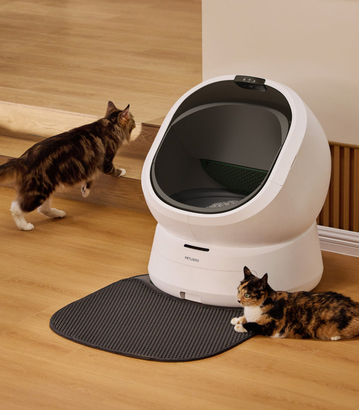 Petlibro PETLIBRO Katzentoilette, weißer Brunnen-Look; zwei Katze im Raum, Haustier-Matte davor auf Holzfußboden