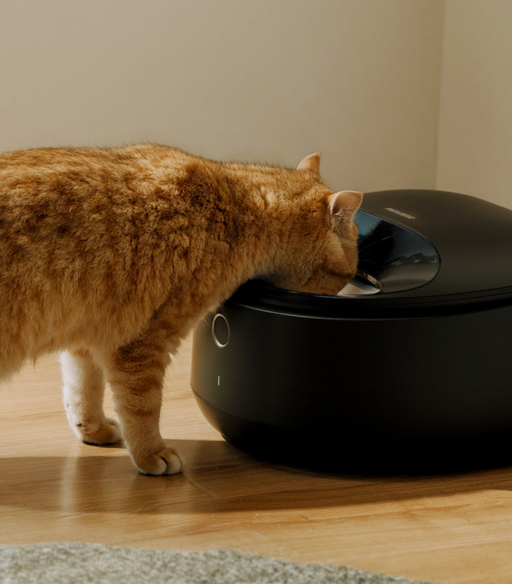 Petlibro PETLIBRO Brunnen: orange Katze trinkt am schwarzen Haustier-Wasserbrunnen neben Katzentoilette im Wohnraum