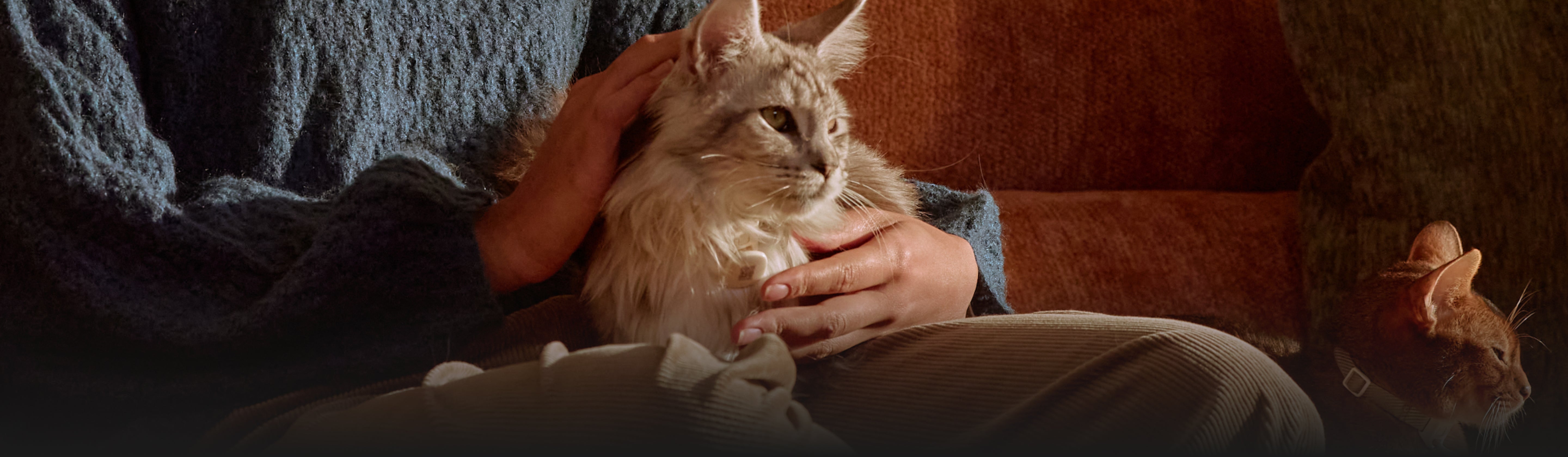 Petlibro PETLIBRO Brunnen: Katze als Haustier wird auf Sofa gestreichelt, zweite Katze daneben; Hinweis auf Katzentoilette-Setup