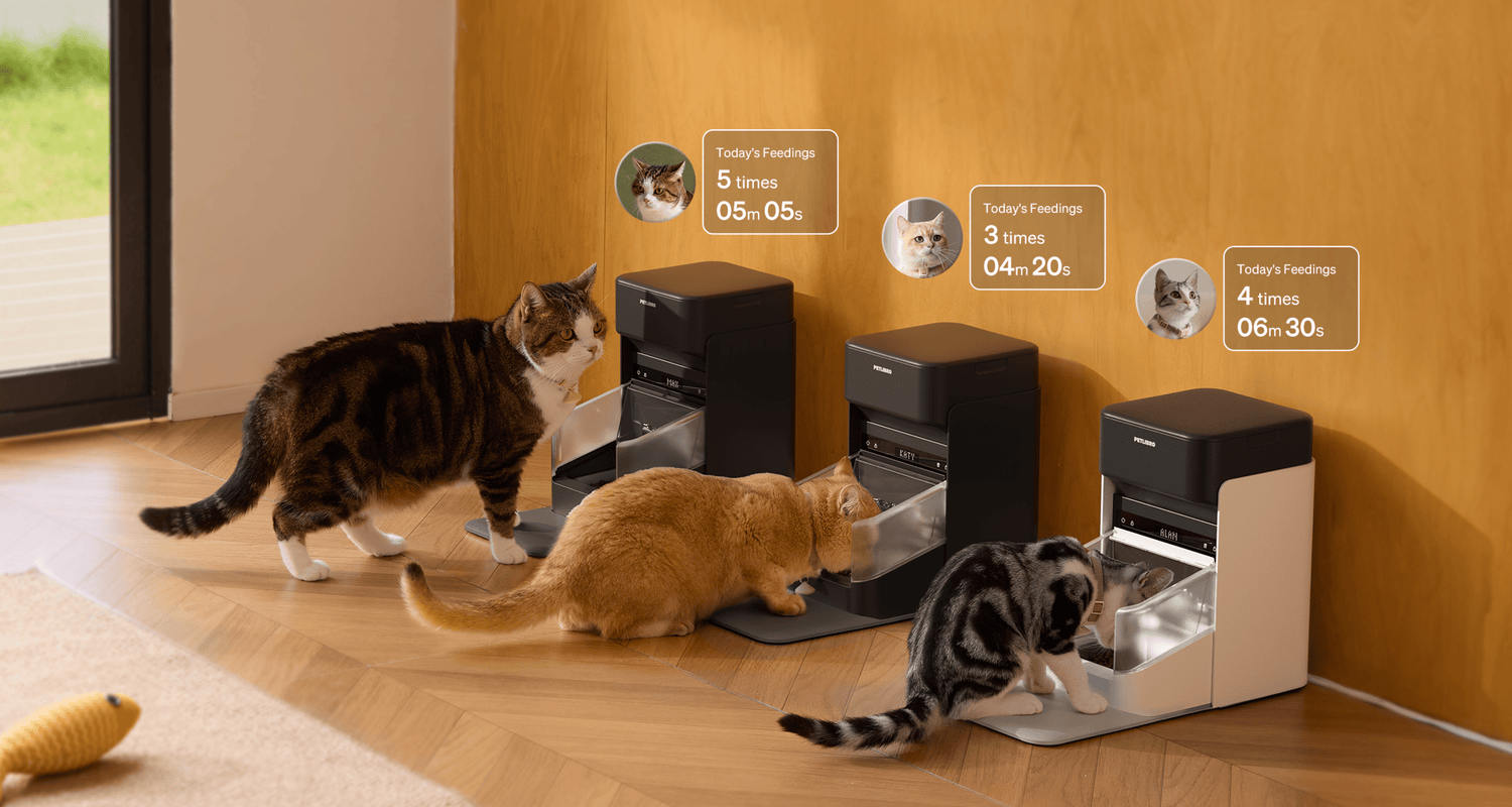 Petlibro automatische Katzenfutterspender in Schwarz und Weiß mit drei Katzen in Wohnraum, Fütterungsstatistiken eingeblendet