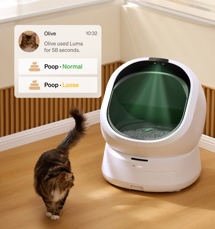 Petlibro PETLIBRO cat pet litter box shown with app alert; mentions fountain and automatic feeder in smart home scene