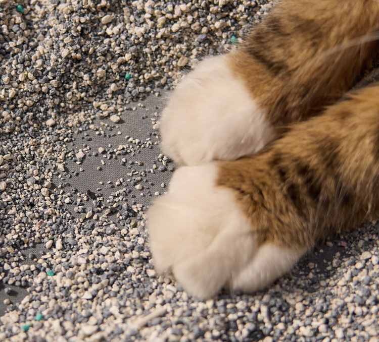 Petlibro PETLIBRO Katze mit braun-weißen Pfoten in Katzentoilette-Streu; Haustier-Zubehör, Brunnen und automatischer Futterspender Keywords