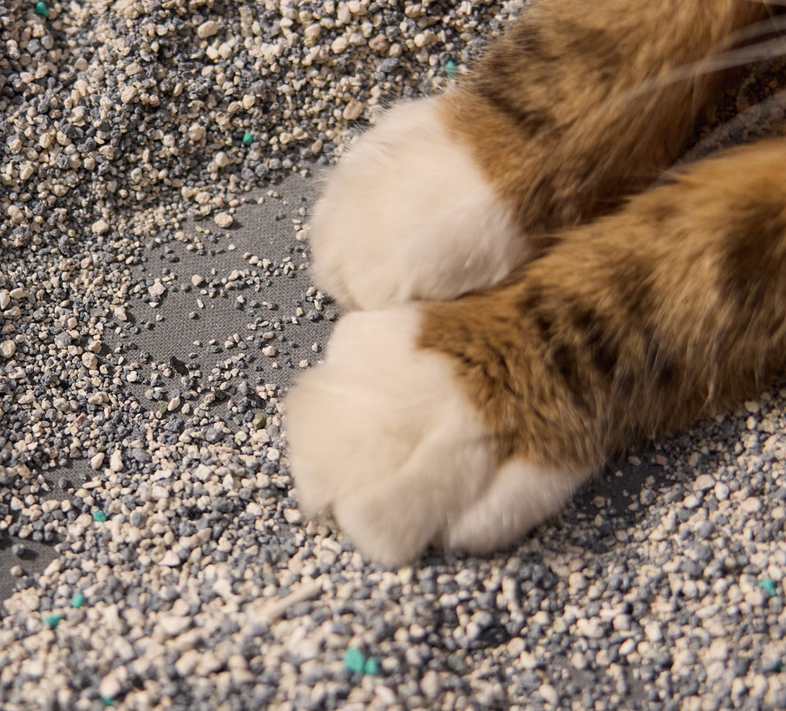 Petlibro PETLIBRO Katze mit flauschigen Pfoten auf Streu in der Katzentoilette; Haustier-Zubehör wie Brunnen und automatischer Futterspender passend