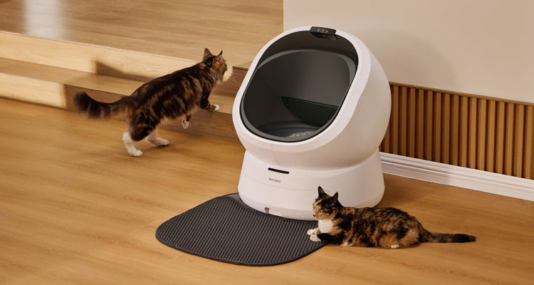 Petlibro PETLIBRO Katzentoilette weiß, Katze am Gerät; Haustier-Setup, Brunnen und automatischer Futterspender erwähnt, Indoor Szene