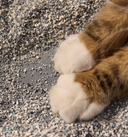 Petlibro PETLIBRO Katze in Katzentoilette, Nahaufnahme braun-weiße Pfoten im Streu; Brunnen & automatischer Futterspender für Haustier erwähnt
