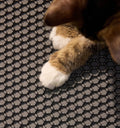 Petlibro PETLIBRO Katze mit weißen Pfoten auf schwarzer Katzentoilette-Matte; Haustier-Zubehör, Brunnen und automatischer Futterspender erwähnt
