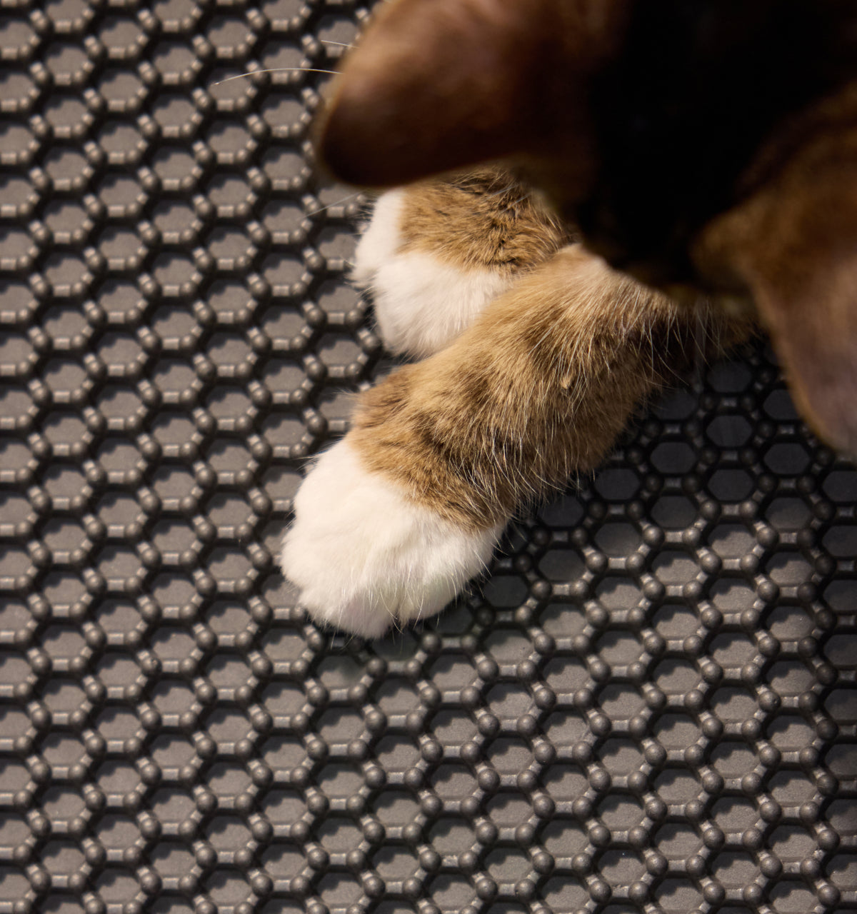 Petlibro PETLIBRO Katze mit weißen Pfoten auf schwarzer Katzentoilette-Matte; Haustier-Zubehör, Brunnen und automatischer Futterspender erwähnt