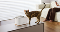 Petlibro PETLIBRO Brunnen: Katze als Haustier neben weißem Trinkbrunnen; Hinweis auf Katzentoilette und automatischer Futterspender