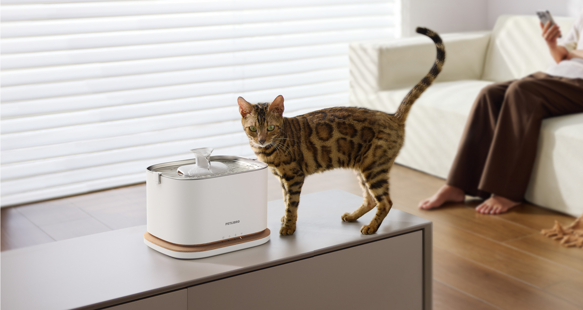 Petlibro PETLIBRO Brunnen: Katze als Haustier neben weißem Trinkbrunnen; Hinweis auf Katzentoilette und automatischer Futterspender