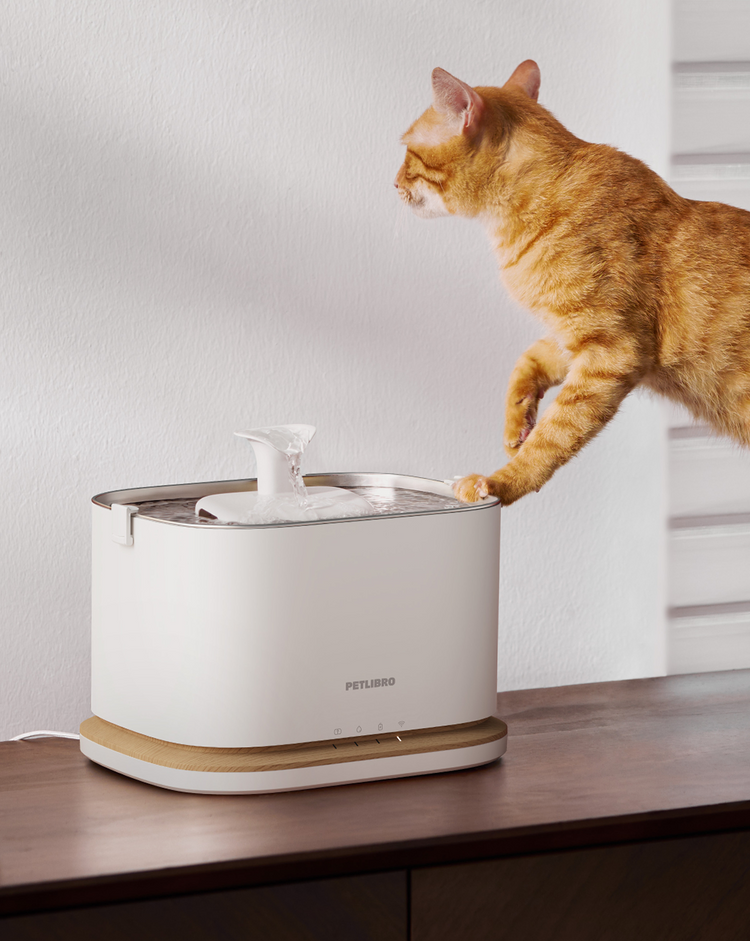 Petlibro PETLIBRO Brunnen: orange Katze trinkt am weißen Haustier-Wasserbrunnen; Katzentoilette und automatischer Futterspender erwähnt