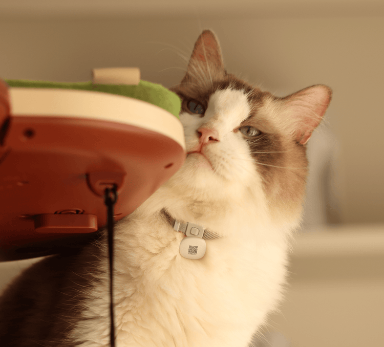 Petlibro PETLIBRO Brunnen mit Katze; Haustier trinkt, neben Katzentoilette und automatischer Futterspender im Zuhause