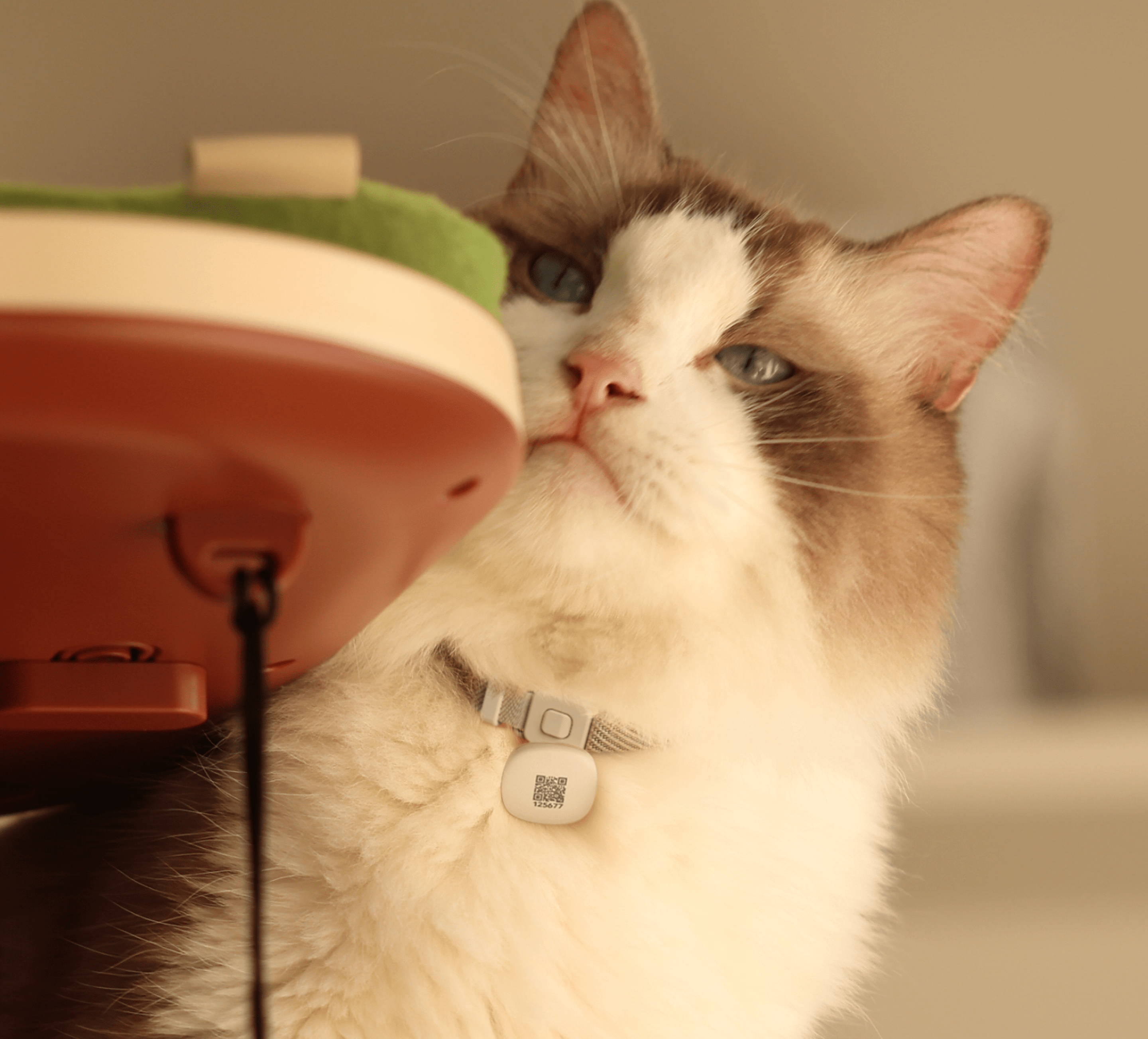 Petlibro PETLIBRO Brunnen: Katze als Haustier trinkt; Hinweis auf Katzentoilette und automatischer Futterspender im Sortiment