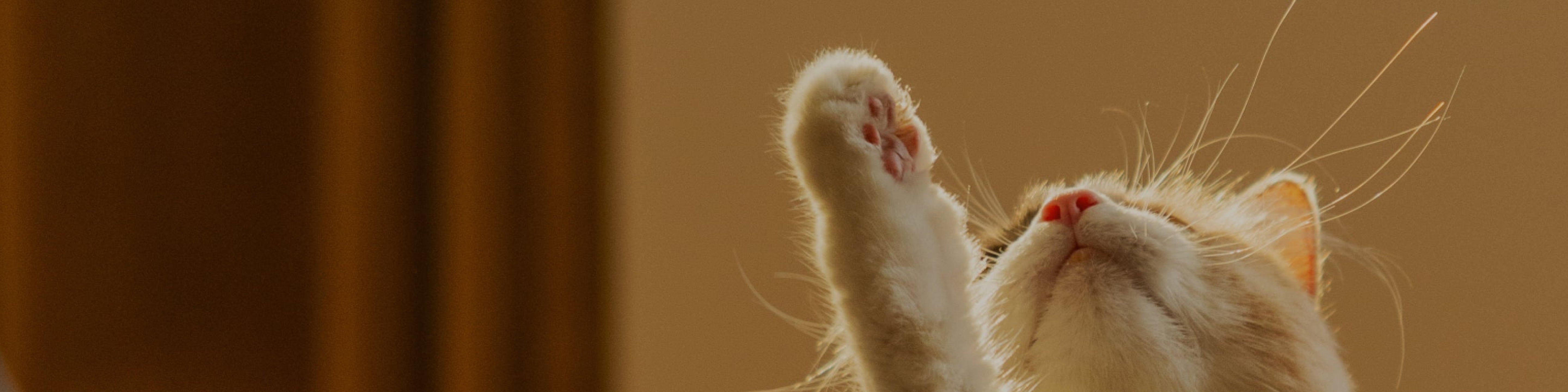 Petlibro PETLIBRO Katze als Haustier, Pfote erhoben im warmen Licht; Brunnen, Katzentoilette, automatischer Futterspender erwähnt