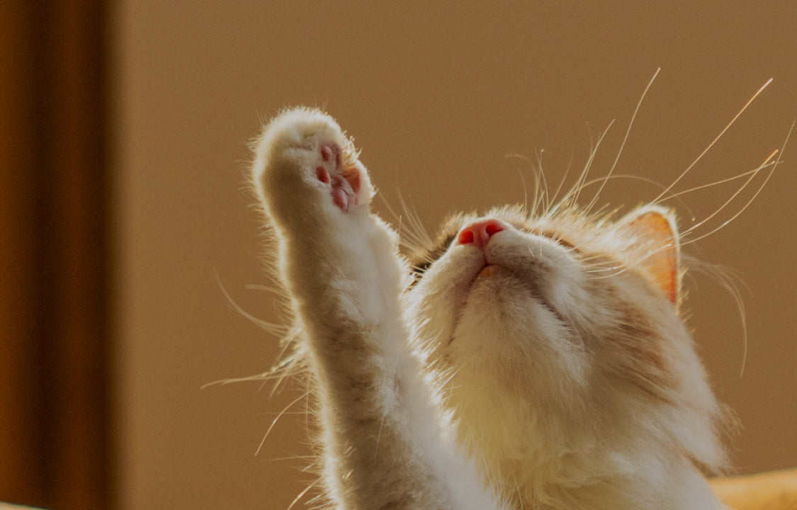 Petlibro PETLIBRO Katze hebt Pfote im warmen Licht; Haustier-Szene, passend zu Brunnen, Katzentoilette, automatischer Futterspender
